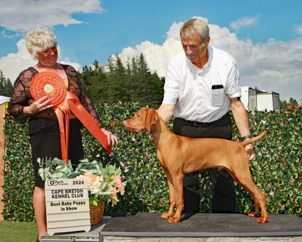 Vizsla Puppy wins best baby puppy at dog show.